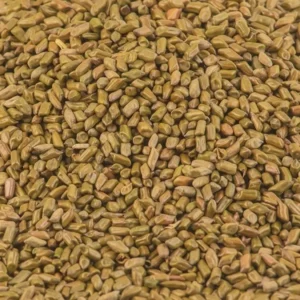 Sudanese Senna (Cassia acutifolia)